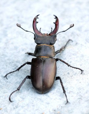 Vahşi doğada, erkek bir geyik böceği (Lucanus cervus)
