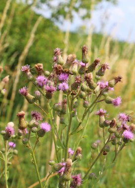 Vahşi doğadaki otların arasında büyüyen ve açan devedikeni tarlası (Cirsium arvense)