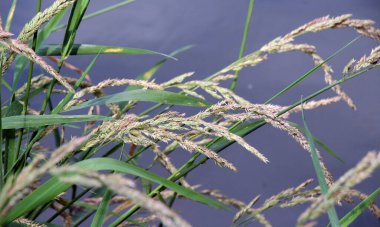 The herbaceous plant of the Poaceae family Phalaris arundinacea grows along the river bank clipart