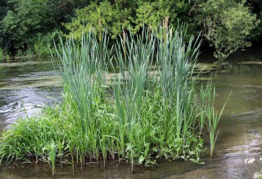 Narrow-leaved cattail (Typha angustifolia) grows in the wild on the shore of a reservoir clipart