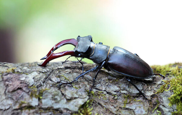 В дикой природе самец жука (Lucanus cervus))