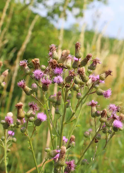 Vahşi doğadaki otların arasında büyüyen ve açan devedikeni tarlası (Cirsium arvense)