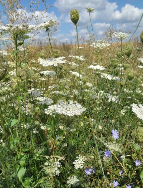 In summer, wild carrots (Daucus carota) grow in nature clipart