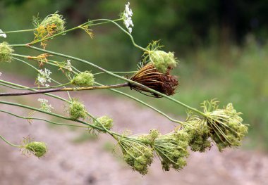 In summer, wild carrots (Daucus carota) grow in nature clipart