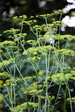 Doğada yetişen yaban havucu (Pastinaca sativa), yemek ve tıpta kullanılır..