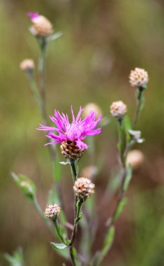 Çiçek çiçeği Centaurea jakea, yabani otların arasında bir çayırda çiçek açar.