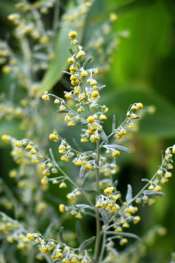 Acı pelin otu (Artemisia absinthium) vahşi doğada yetişir.