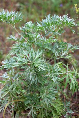 Acı pelin otu (Artemisia absinthium) vahşi doğada yetişir.