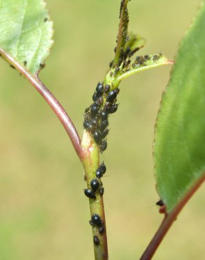 Colony of cherry aphid (Myzus cerasi) on a tree leaf clipart