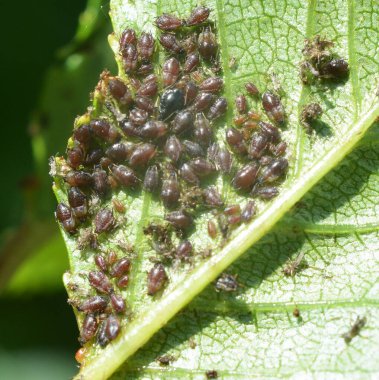 Colony of cherry aphid (Myzus cerasi) on a tree leaf clipart