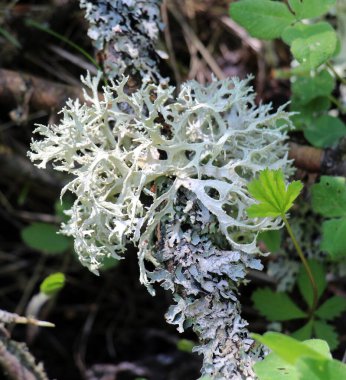 Parmeliaceae (Parmeliaceae) familyasının Evernia cinsinden Lichen Evernia prunastri vahşi doğada yetişir.