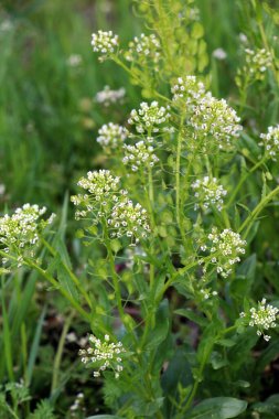 Doğada, Thlaspi arvense yabani otların arasında yetişir.