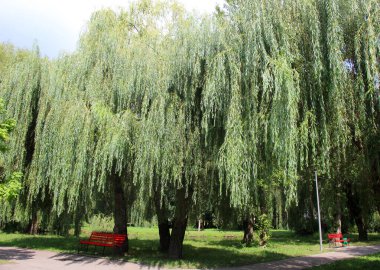 Ağlayan söğüt ağacı (Salix Bablonica) manzara tasarımında kullanılır.