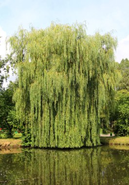 Ağlayan söğüt ağacı (Salix Bablonica) manzara tasarımında kullanılır.