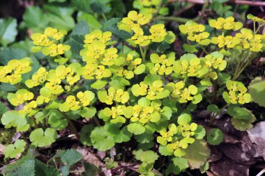 İlkbaharda vahşi doğada krisosplenyum alternatif neşter açar.