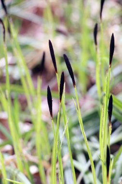 Kıllı sazlar (Carex pilosa) ormanda yetişir.