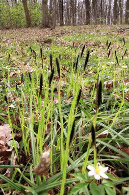 Kıllı sazlar (Carex pilosa) ormanda yetişir.