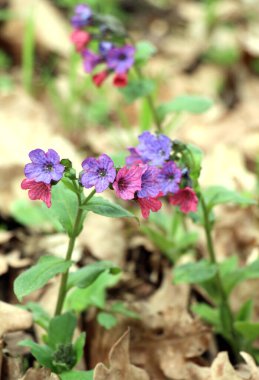 Erken bahar bitki Lungwort (göğüs) vahşi ormanda çiçek açar