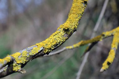 Ormanda, liken Xanthoria parietina bir ağacın kabuğunda yetişir..