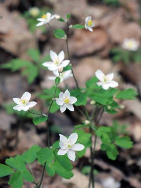Ormanda bahar mevsimi çiçek açıyor Isopyrum thalictroides
