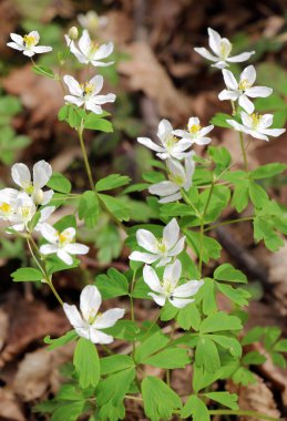 Spring in the wild in the forest is blooming Isopyrum thalictroides clipart