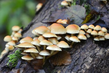 Zehirli ve yenmez mantarlardan oluşan bir koloni, sahte bal agarikleri, Hilamlı fasikülare, vahşi doğada yetişir.