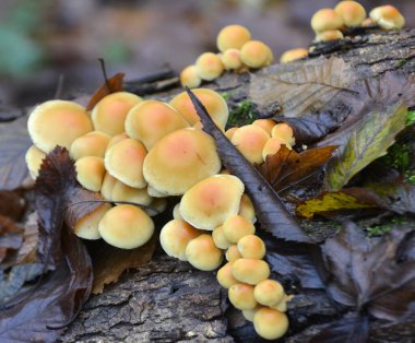 Zehirli ve yenmez mantarlardan oluşan bir koloni, sahte bal agarikleri, Hilamlı fasikülare, vahşi doğada yetişir.