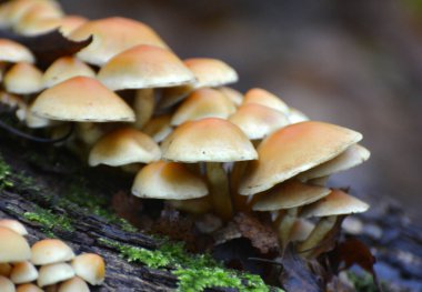 A colony of poisonous and inedible mushrooms, false honey agarics, Hypholoma fasciculare, grows in the wild clipart