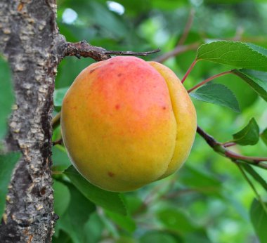 Meyve bahçesindeki bir ağaç dalında olgunlaşmış kayısılar.