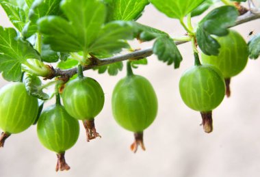 Böğürtlen dalları ve olgun meyveler.