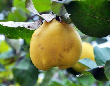 Ayva (Cydonia oblonga) meyveleri çalılığın dalında olgunlaşır