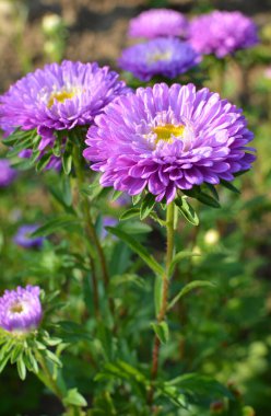 Yazın sonlarında ve sonbaharda, bahçe astarı çiçek tarhında yetişir.