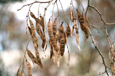Robinia psödoacia tohumları olgunlaşmış tohumlarla dolu.
