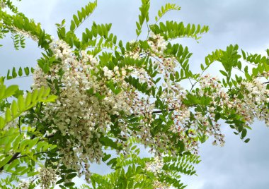 Baharda, beyaz akasya (Robinia psödoacia) vahşi doğada çiçek açar.