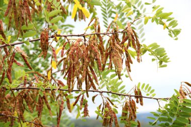 Robinia 'nın genç kozaları psödoakazinin olgunlaşan tohumlarıyla