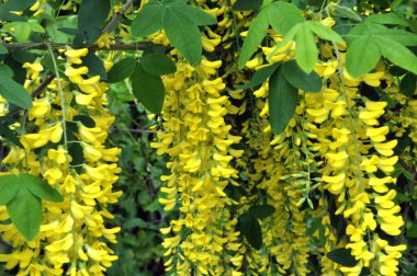İlkbaharda, doğada yaygın altın yağmur (Laburnum anagyroides) çiçek açar