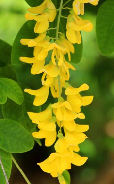 İlkbaharda, doğada yaygın altın yağmur (Laburnum anagyroides) çiçek açar