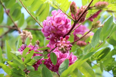 Pembe çiçekli akasya (Robinia viscosa) yazın bahçede çiçek açar