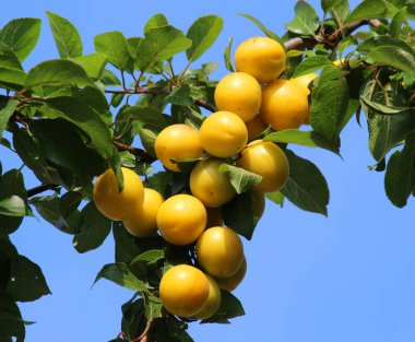 Ağacın dallarında olgunlaşmış kiraz erikleri (Prunus cerasifera)).