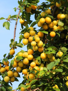 On the branches of the tree ripen fruits of cherry plums (Prunus cerasifera). clipart