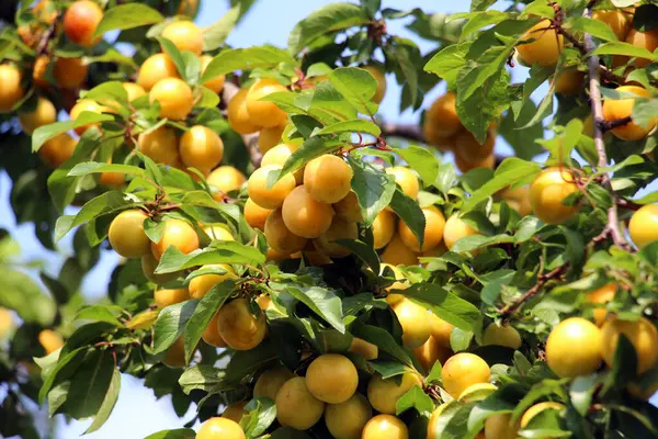 Ağacın dallarında olgunlaşmış kiraz erikleri (Prunus cerasifera)).