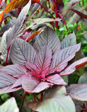 Amaranth yazın bahçede yetişir.