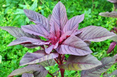 Amaranth yazın bahçede yetişir.