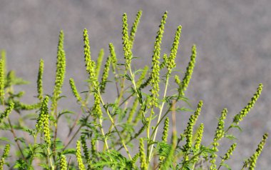 Yazın, yabani otlar (Ambrosia artemisiifolia) doğada yetişir.