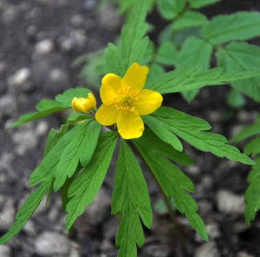 İlkbaharda vahşi ormanda anemon sarısı açar (Anemone ranunculoides).