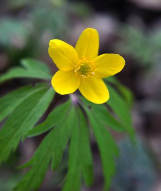 İlkbaharda vahşi ormanda anemon sarısı açar (Anemone ranunculoides).
