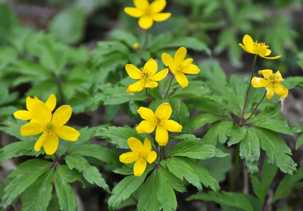 İlkbaharda vahşi ormanda anemon sarısı açar (Anemone ranunculoides).