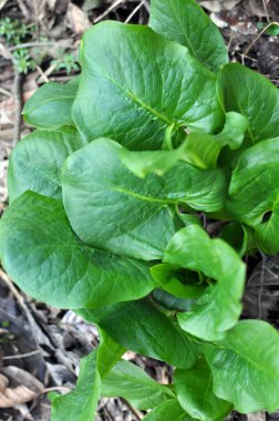 Bessera arumu (Arum besserianum) baharın başlarında ormanda yetişir..