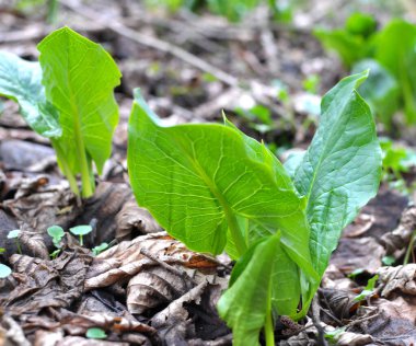 Bessera arum (Arum besserianum) grows in the forest in early spring. clipart