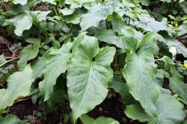 Bessera arumu (Arum besserianum) baharın başlarında ormanda yetişir..